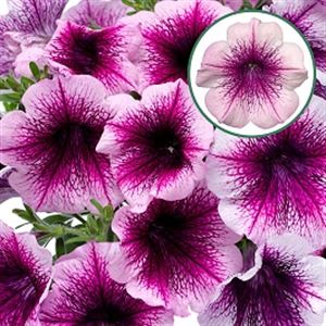 Bild von Petunia P12 Rose Vein